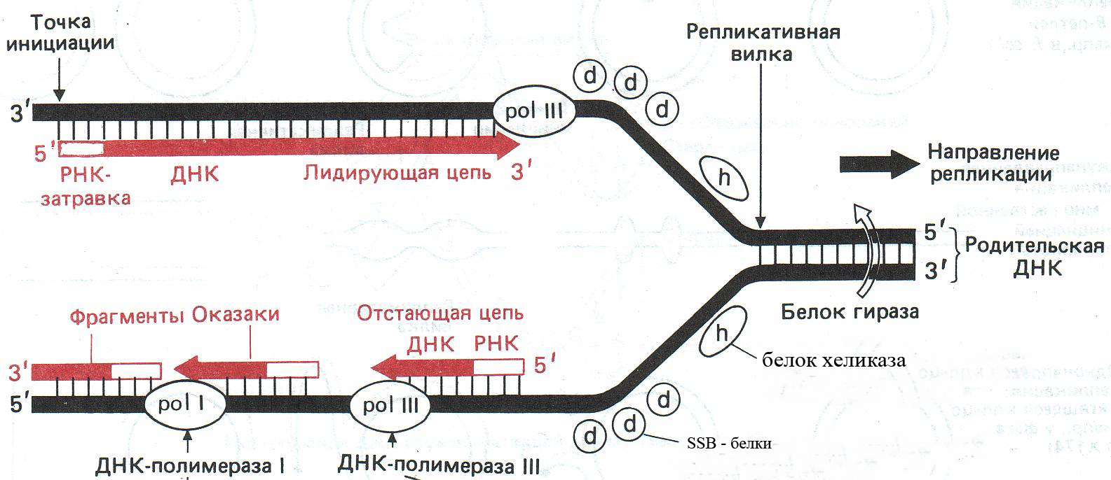 Свойства днк.
