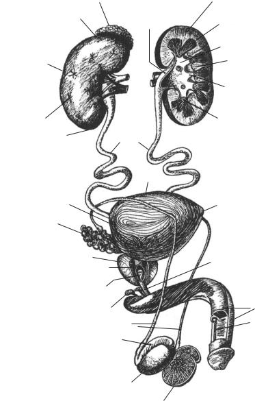 Органы мужской половой системы рисунок. Мочевыделительная система мочевой пузырь. Мочеполовая система почки анатомия. Мочеполовой аппарат мужчины вид спереди и справа. Мочевая система мужчины анатомия.
