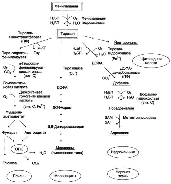 В. Метаболизм фенилаланина и тирозина