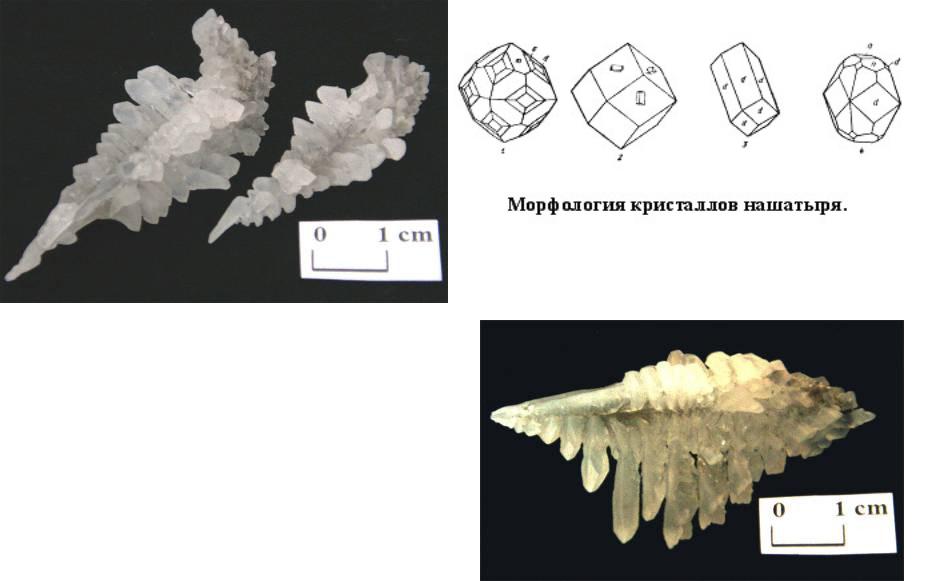 Кристалл роста. Рост кристаллов. Кристаллы рост кристаллов. Скелетные формы кристаллов. Кристаллы нашатыря.