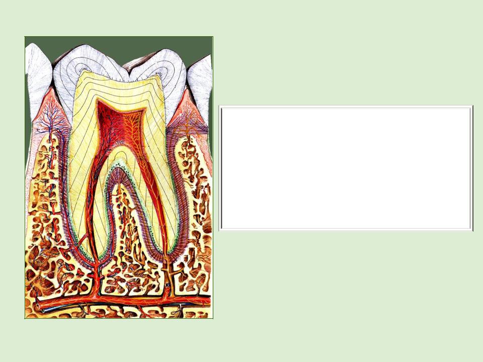 Сосуды десны. Соединительная зубная ткань.