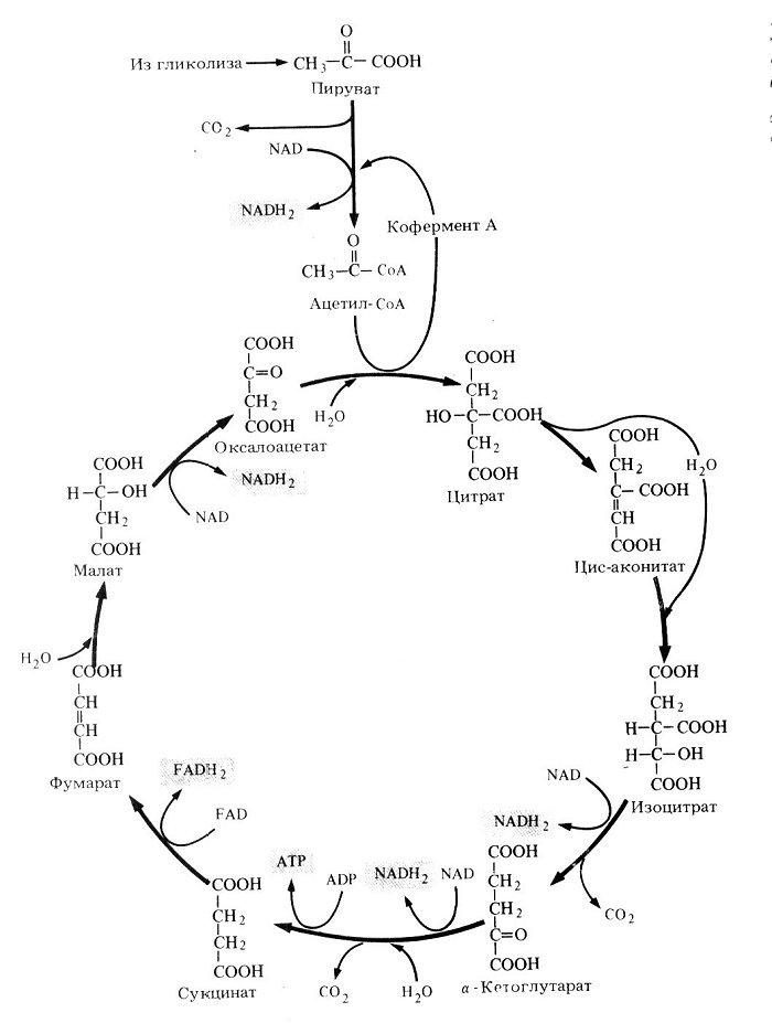Цикл трикарбоновых кислот этапы