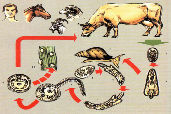 Биологический цикл развития фасциол