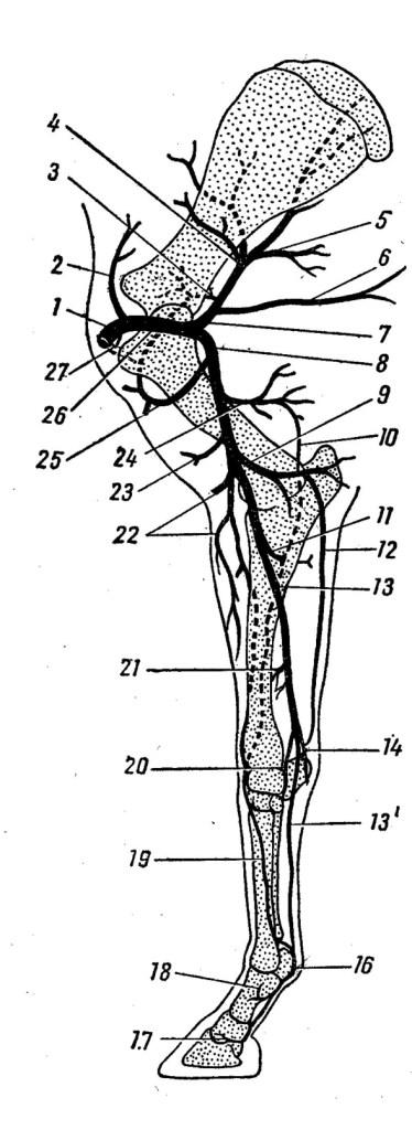 Кровообращение конечностей животных. Схема ветвления артерий грудной конечности. Артерии грудной конечности анатомия животных. Артерии грудной конечности КРС. Схема артерий грудной конечности лошади.
