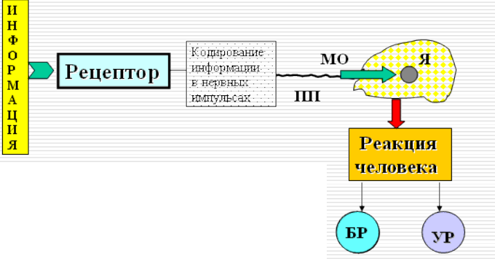 Кодирование информации в нервной системе. Механизм кодирования информации в ЦНС. Кодирование информации в рецепторах. Механизм кодирования информации в ЦНС кратко.
