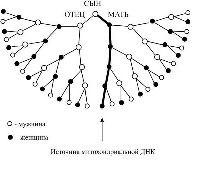 7 поколений рода схема