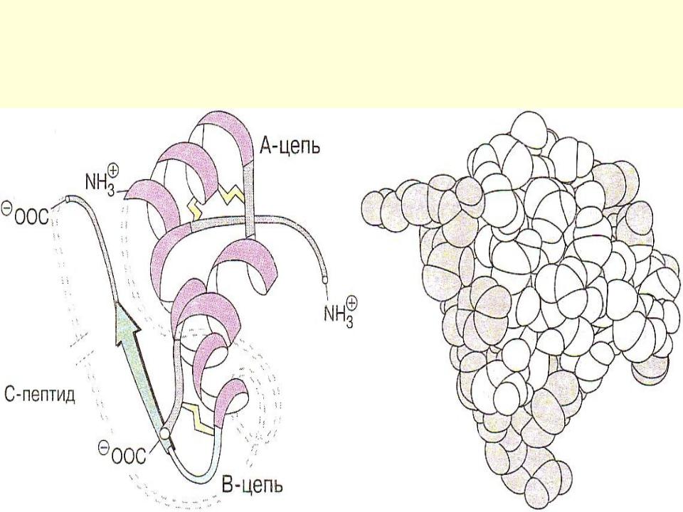 Химическая природа инсулина. Третичная структура инсулина. Схема строения инсулина биохимия. Инсулин структура белка. Первичная структура инсулина.
