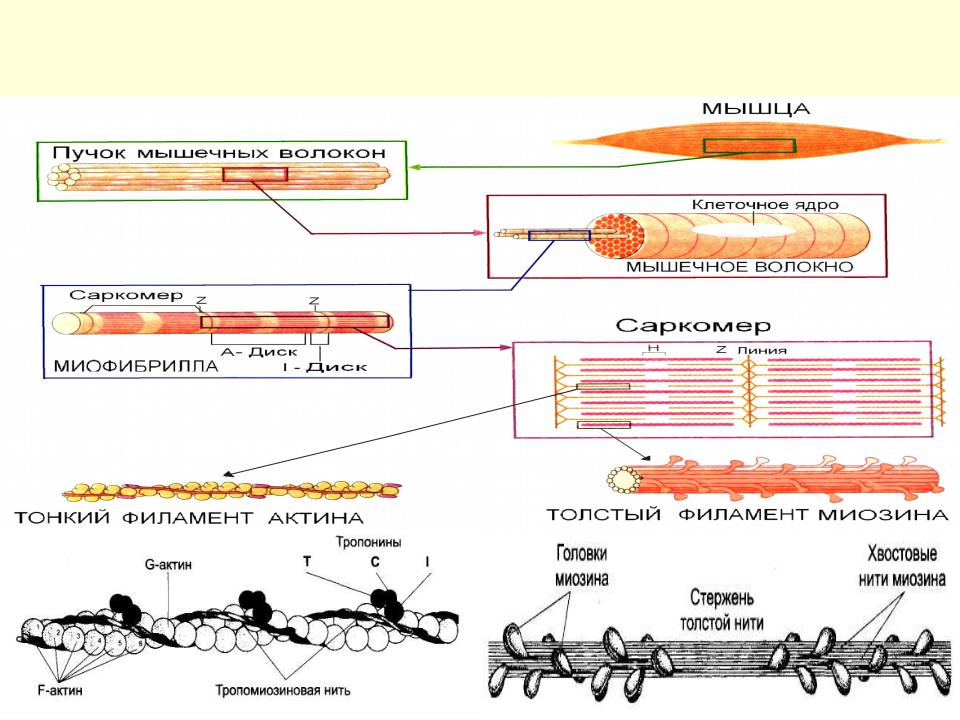 Взаимодействие актина и миозина. Синтез актина и миозина. Актин и миозин ЕГЭ. Гладкая мышечная ткань актин и миозин. Сокращение актина и миозина