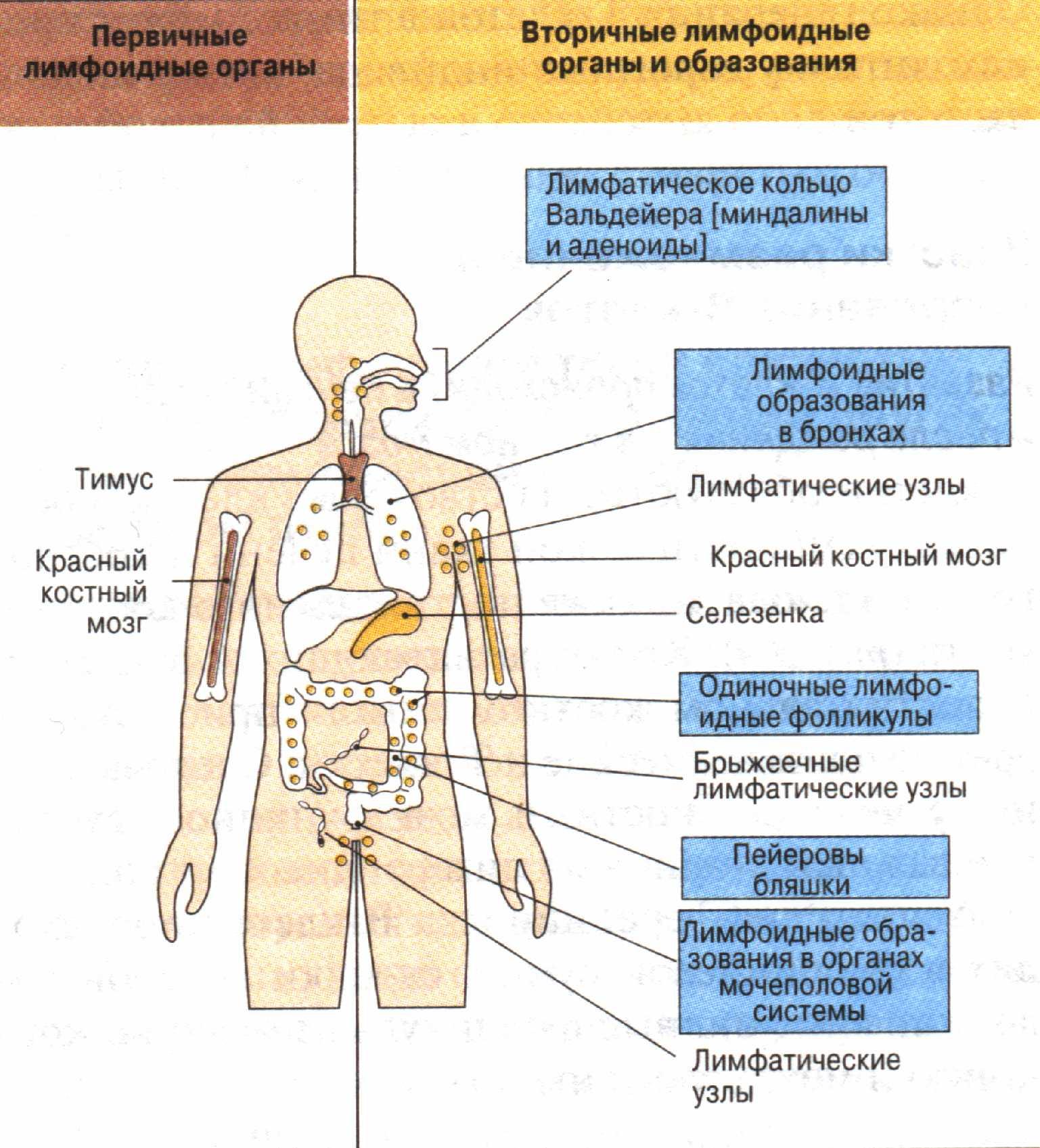 Лимфоидная ткань органы. Первичные и вторичные органы иммунной системы. Схема иммунной системы организма человека. Схема лимфоидной системы человека иммунология. Структура иммунной системы схема.