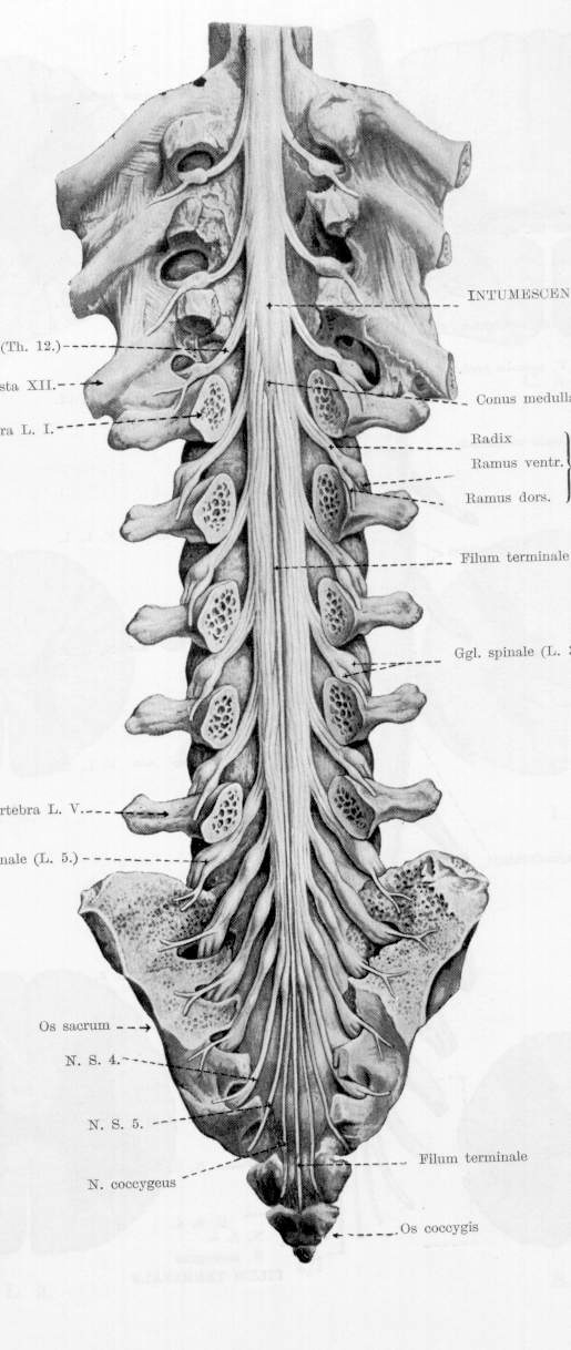 Паравертебральный отдел позвоночника. Анатомия спинного мозга мрт. Конский хвост на мрт анатомия. Поясничная цистерна спинного мозга.
