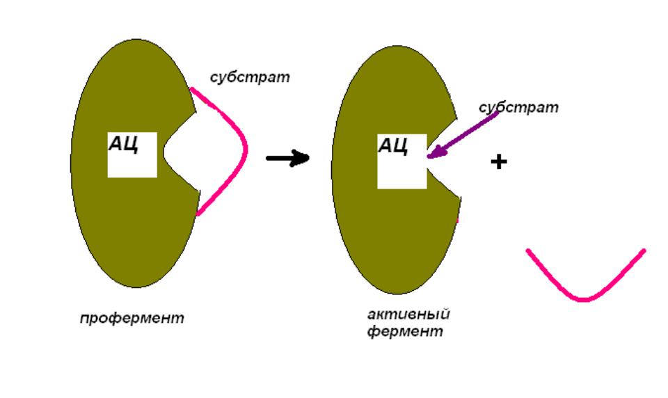 Образование ферментов происходит в процессе. Механизм превращения проферментов в ферменты. Проферменты это. Проферменты это биохимия. Проферменты и их активаторы.