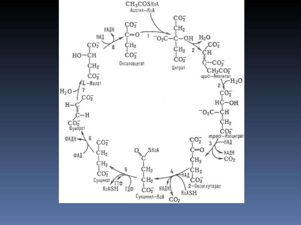 Цикл трикарбоновых кислот этапы. ЦТК. Реакции дегидрирования в цикле Кребса. Биохимия все циклы. Торможение ЦТК.