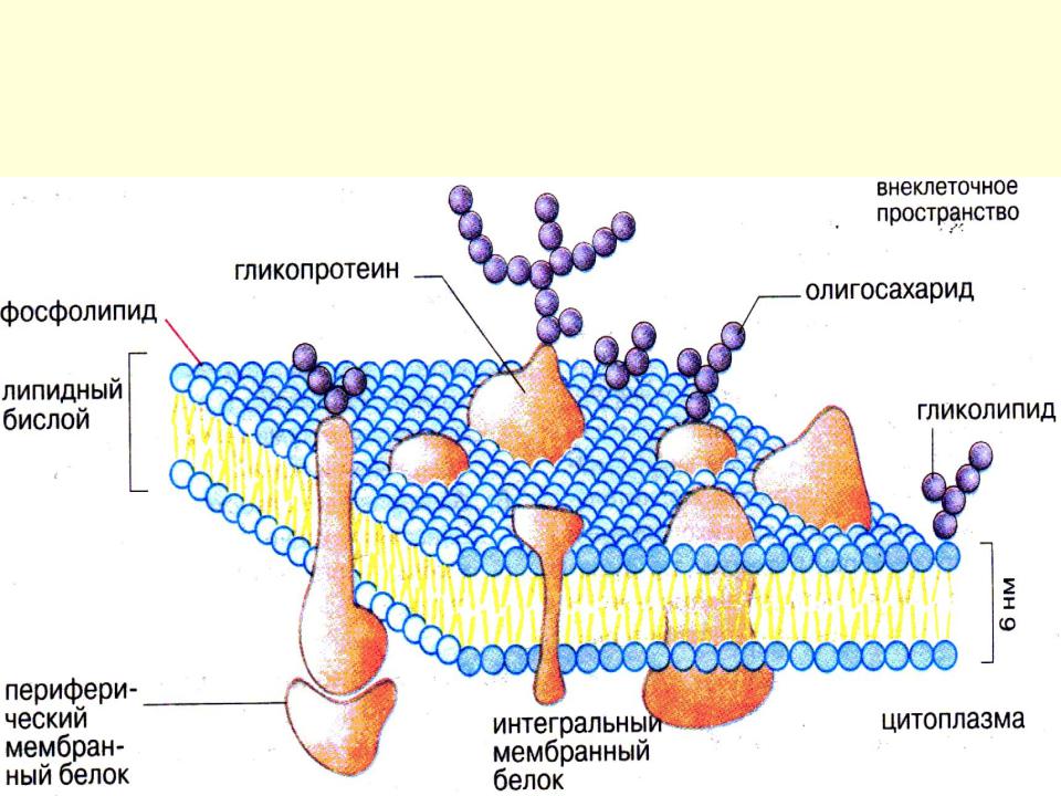 Мембраны клетки тест. Строение мембраны гликокаликс. Схема строения плазматической мембраны клетки. Рисунок плазматической мембраны клетки. Схема строения мембраны животной клетки.