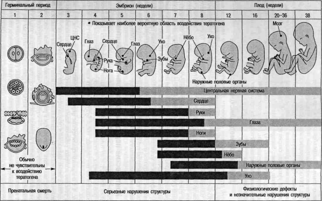 Внутриутробный период у человека длится. Периоды развития плода схема. Критические периоды развития плода таблица. Критические этапы развития зародыша. Схема периодов внутриутробного развития плода.
