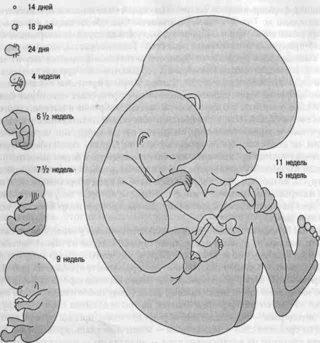 Пренатальное развитие картинки