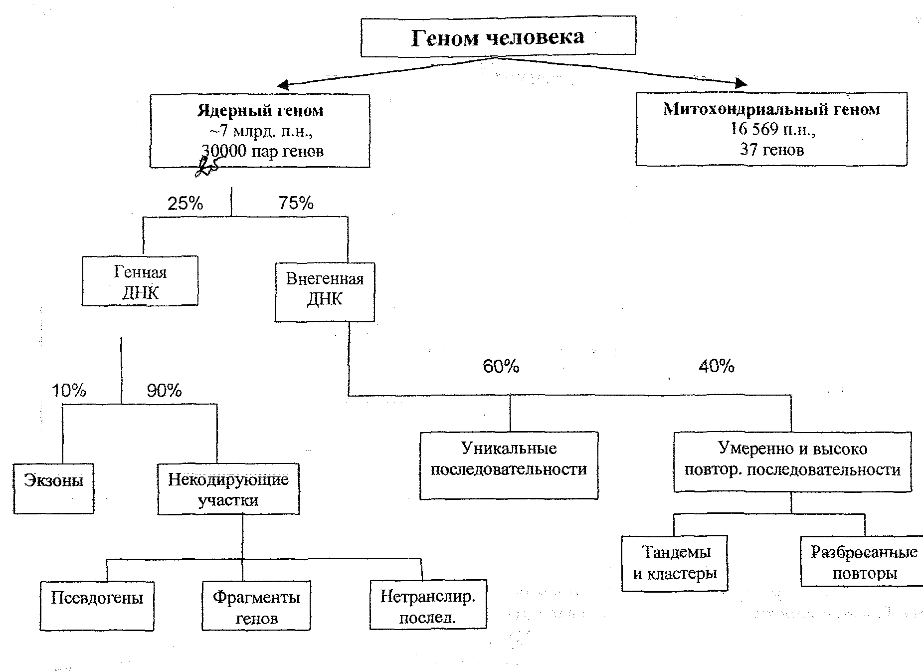 Карта генома человека