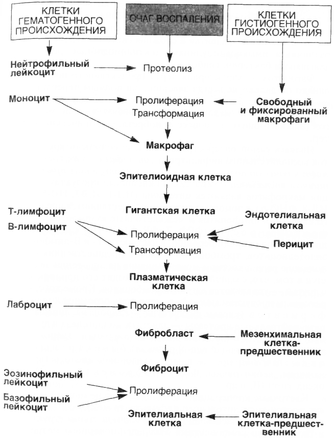 Клетки воспаления. Пролиферативное воспаление схема. Клеточные реакции при воспалении схема. Пролиферация схема воспаление. Пролиферирует в очаге воспаления.