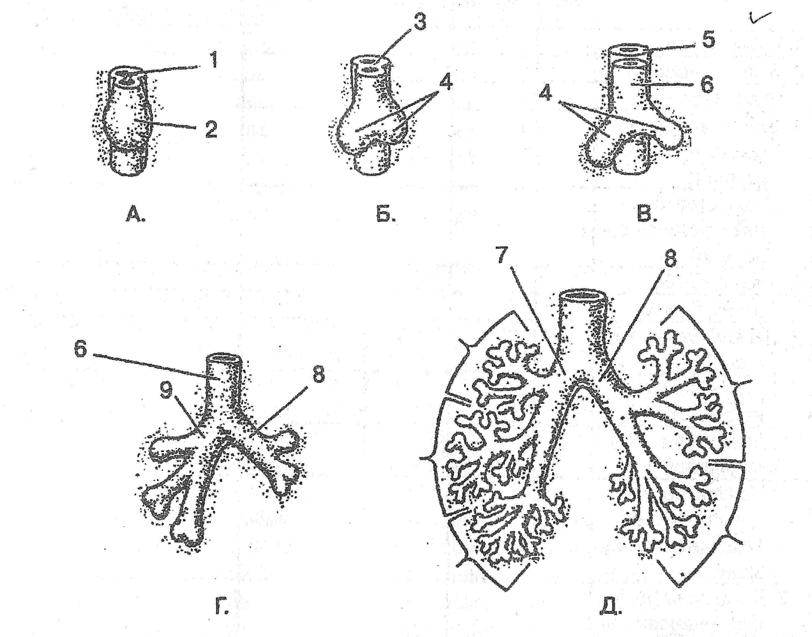 Легкие классов позвоночных. Эмбриогенез дыхательной системы. Стадии развития дыхательной системы. Развитие дыхательной системы в эмбриогенезе. Эволюция дыхательной системы человека.