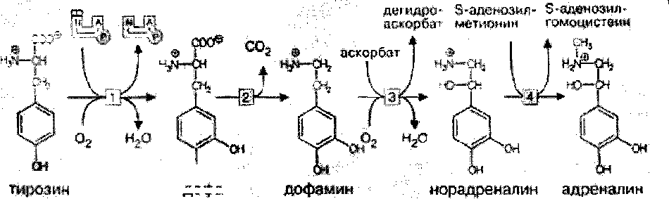 Адреналин образуется. Синтез катехоламинов биохимия. Образование дофамина из тирозина. Схема синтеза катехоламинов. Схема синтеза адреналина из тирозина.