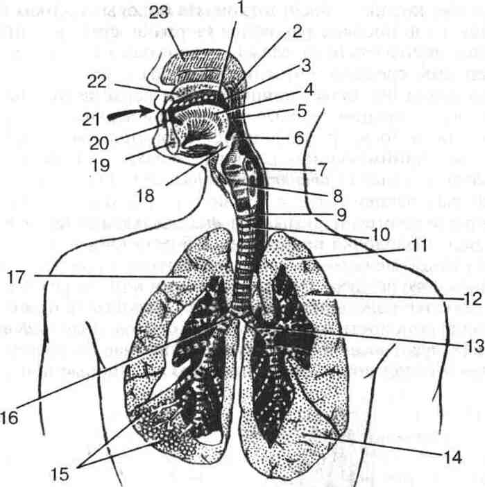 Органы дыхания человека рисунок