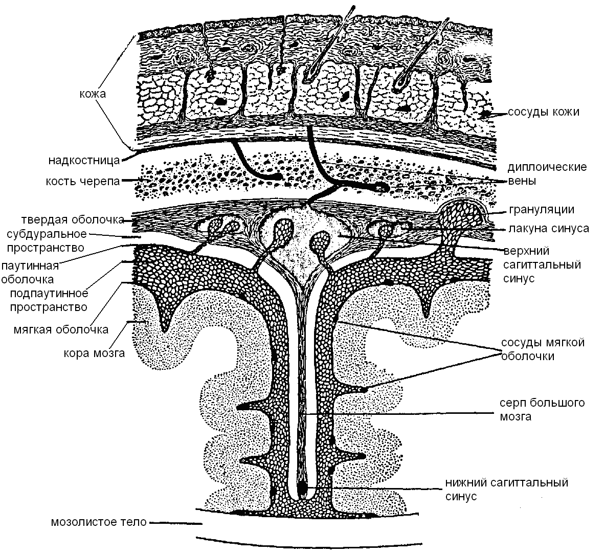 Мозговые оболочки. Строение оболочек головного мозга анатомия. Твердая мозговая оболочка головного мозга схема. Поперечный срез оболочек головного мозга. Оболочки и МЕЖОБОЛОЧЕЧНЫЕ пространства головного мозга схема.