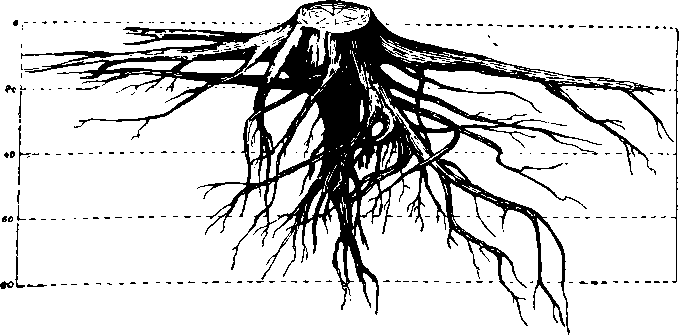 Печатал корень