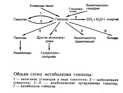 Ферменты превращения глюкозы в гликоген. Кремний схемы метаболических процессов. Каскадный механизм углеводного обмена. Улица хариды схема.