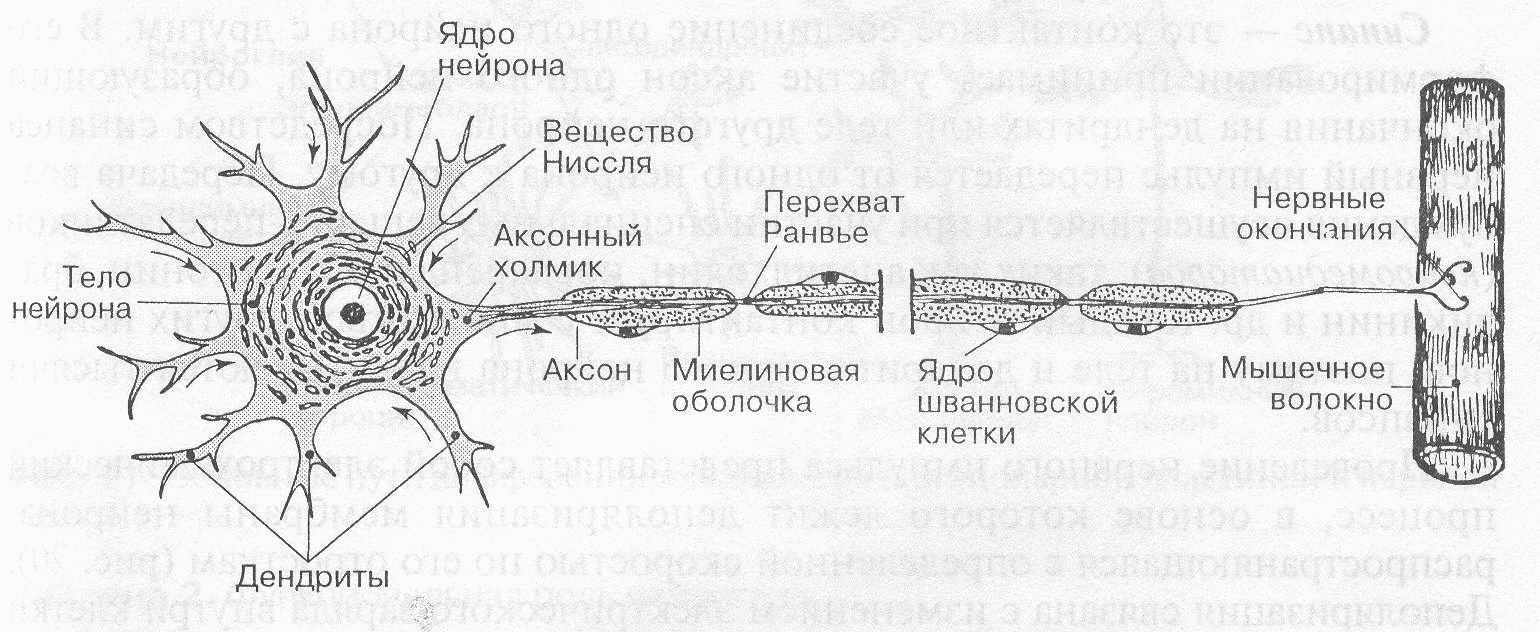 Строение нерва рисунок. Схема строения мультиполярного нейрона. Схема строения нервной клетки нейрона. Схема нервная ткань Нейроны отростки. Схема строения нейрона гистология.