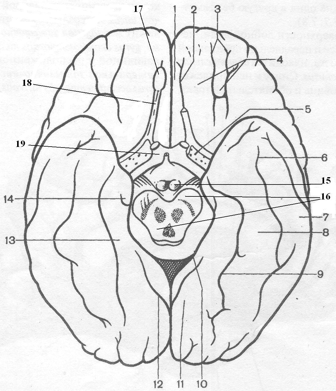 Поверхность головного мозга имеет. Борозды и извилины базальной поверхности головного мозга. Нижняя поверхность полушария головного мозга. Нижняя поверхность головного мозга извилины. Базальная поверхность полушарий большого мозга.