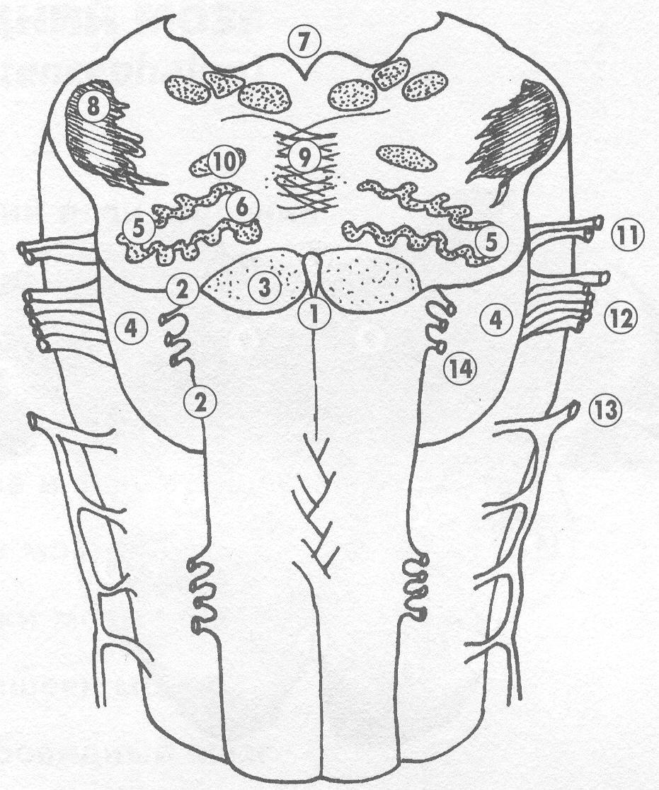 Срез продолговатого мозга схема