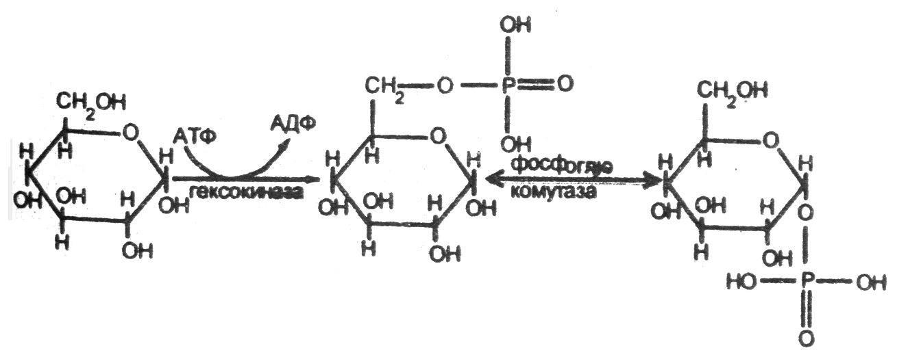 Глюкоза образуется в результате реакции. Глюкозо-6-фосфатаза катализирует реакцию. Превращение Глюкозы в глюкозо-6-фосфат. Глюкозо 6 фосфатаза катализирует превращение. Глюкозо-6-фосфатаза метаболический процесс.