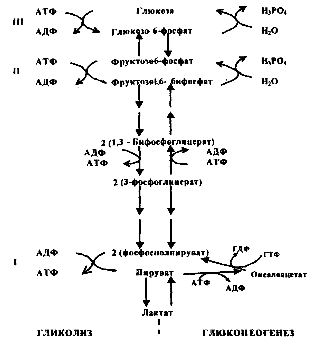 Аэробное фосфорилирование глюкозы. Схема глюконеогенеза из лактата. Схема синтеза Глюкозы аланина.. Аэробный распад Глюкозы схема. Биосинтез Глюкозы (глюконеогенез) из глицерина и лактата.