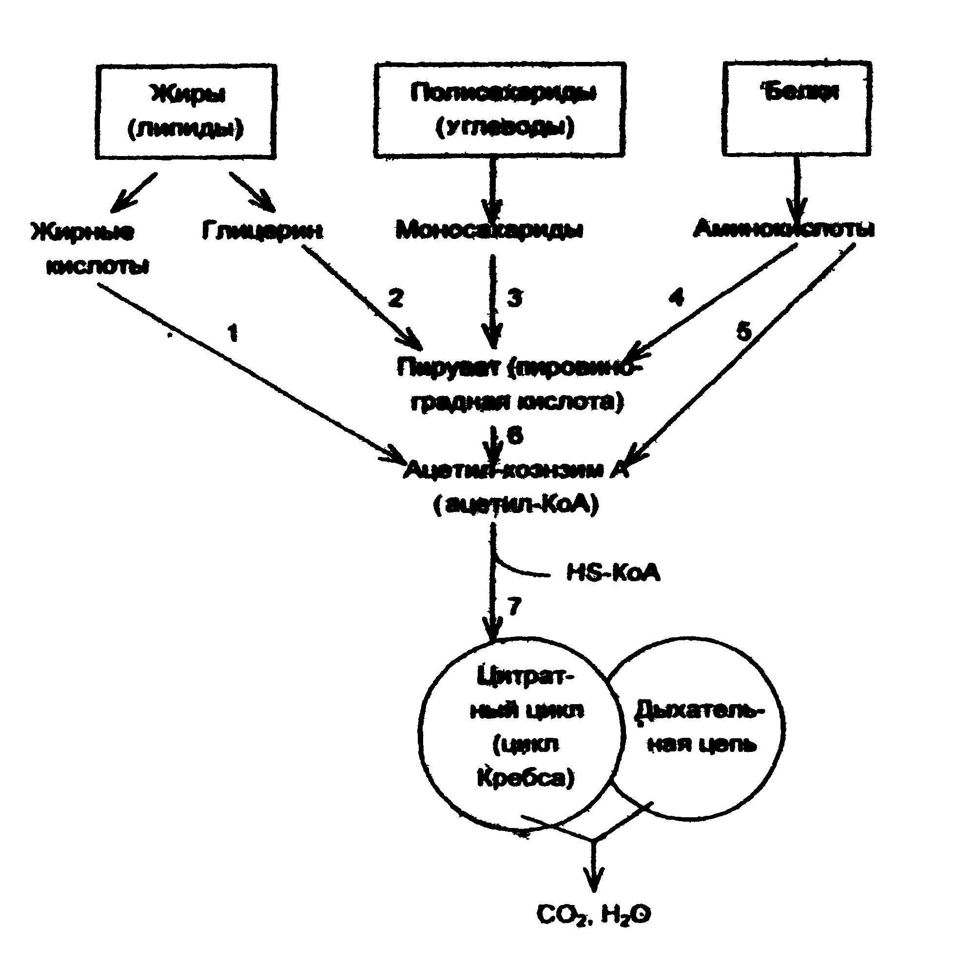 Схема катаболизма основных пищевых веществ