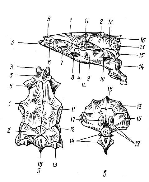 Отделы черепа рыбы. Череп судака вид сбоку. Осевой скелет головы костной рыбы. Осевой мозговой череп судака. Осевой скелет костистой рыбы.