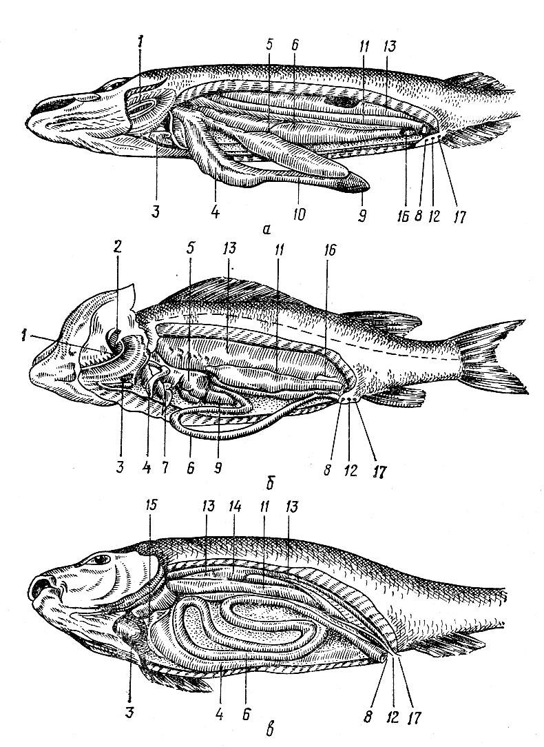 Особенности внутреннего строения щуки. Топография внутренних органов костистой рыбы. Общая топография внутренних органов щуки. Топография внутренних органов костной рыбы.
