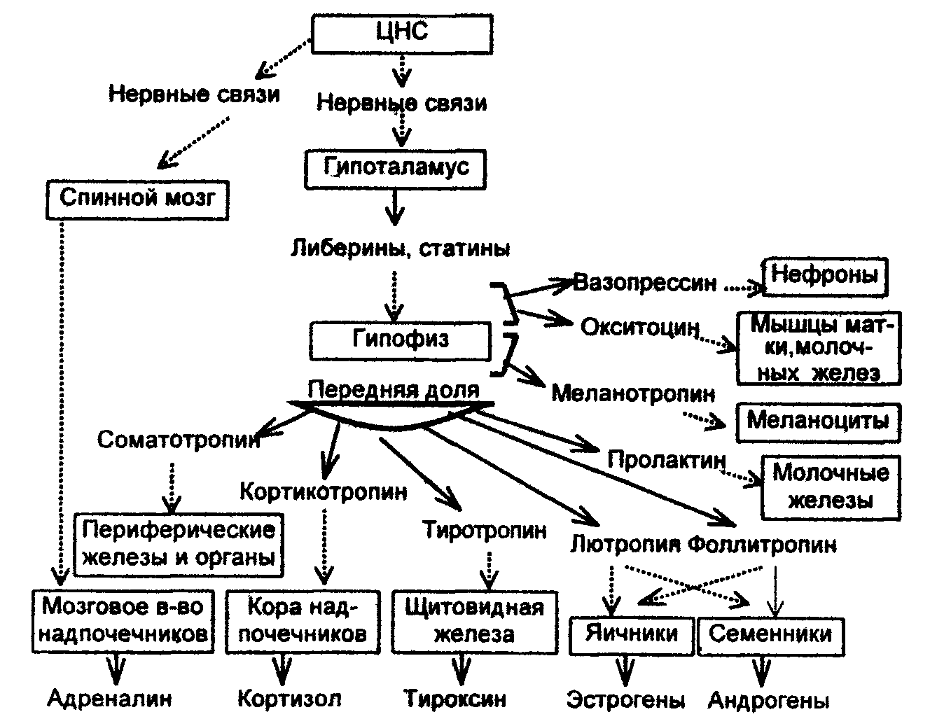 Схема нарушения гомеостаза при различных терминальных состояниях