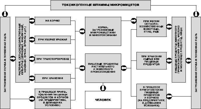 Загрязнение продуктов. Пути загрязнения пищевых продуктов микотоксинами.. Основные пути загрязнения продуктов питания. Основные загрязнители пищевых продуктов. Источники загрязнения продовольственного сырья и пищевых продуктов.