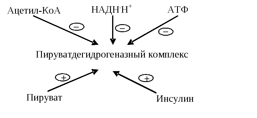 Схема окисления ацетил коа до углекислого газа и воды