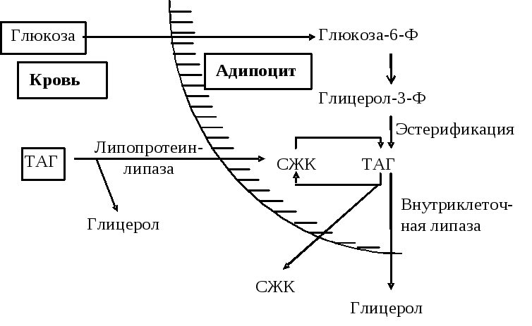 Синтез и распад жиров. Депонирование липидов в жировой ткани и мобилизация жира из депо.. Распад таг схема. Распад таг в жировой ткани. Схема регуляции активности таг-липазы.