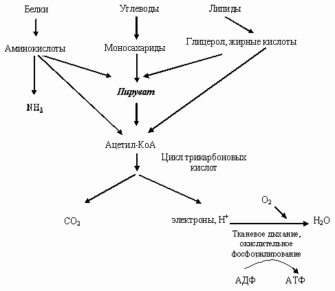 Схема катаболизма глюкозы