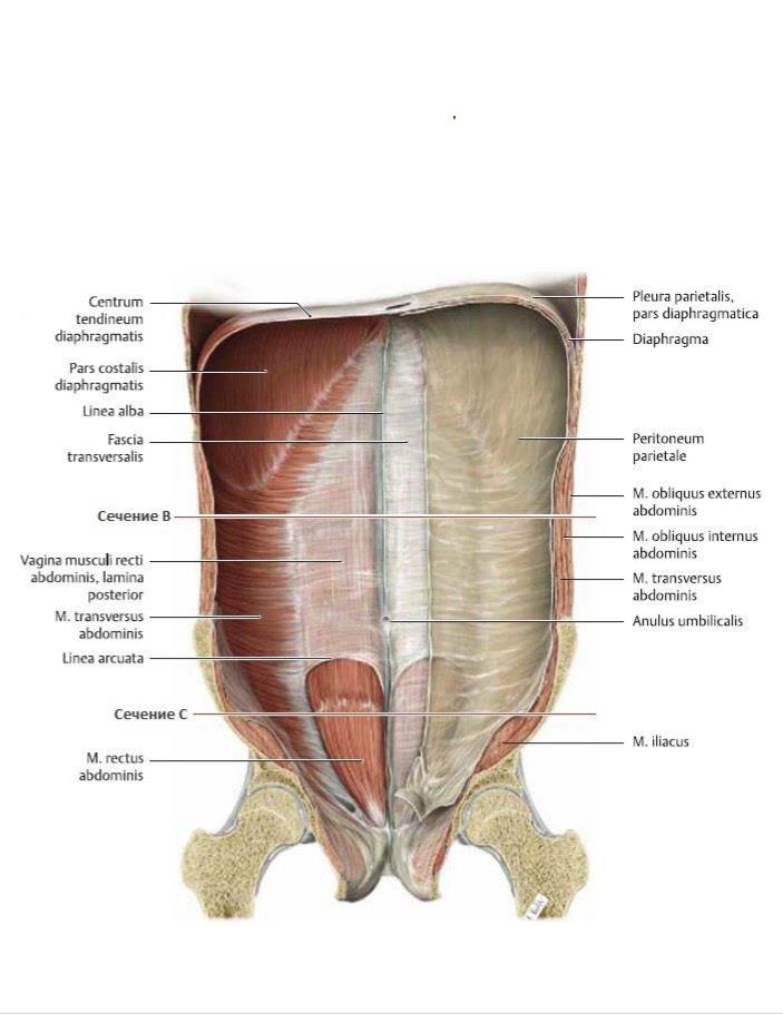 Linea Alba abdominis