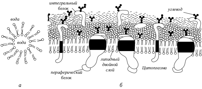 Возникновение мембраны клетки. Липидный бислой мембраны. Цитоплазматическая мембрана. Насосы цитоплазматической мембраны. Схема образования биологической мембраны.