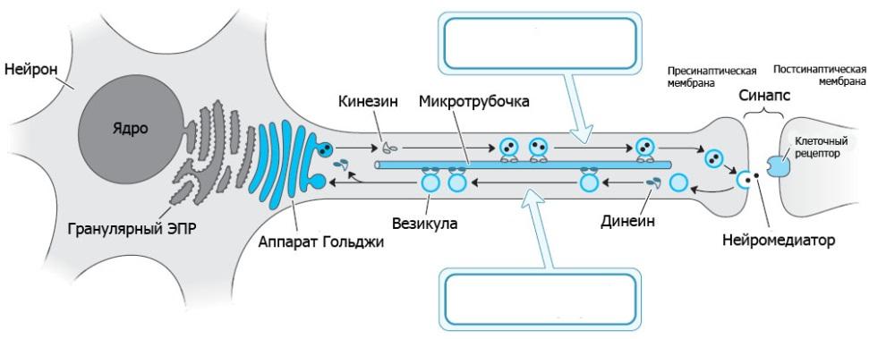 Transport aksonalny