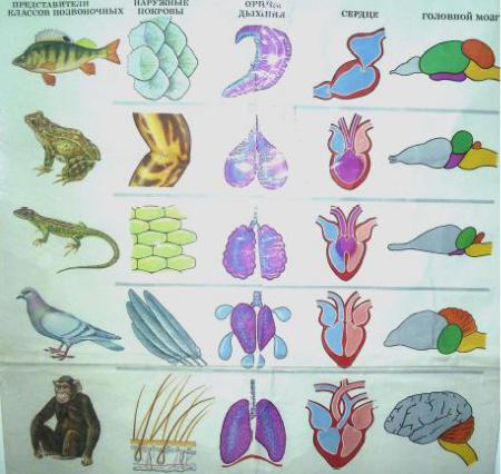 Филогенез позвоночных. Эволюция систем органов позвоночных. Эволюция система органов и органов хордовых. Филогенез дыхательной системы у позвоночных животных. Эволюция систем органов хордовых животных.