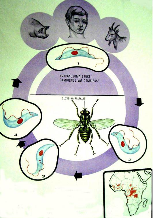 Основной хозяин муха цеце основной хозяин человек. Цикл развития американского трипаносомоза. Трипаносомы цикл Муха ЦЕЦЕ. Цикл развития африканского трипаносомоза. Жизненный цикл трипаносомы.