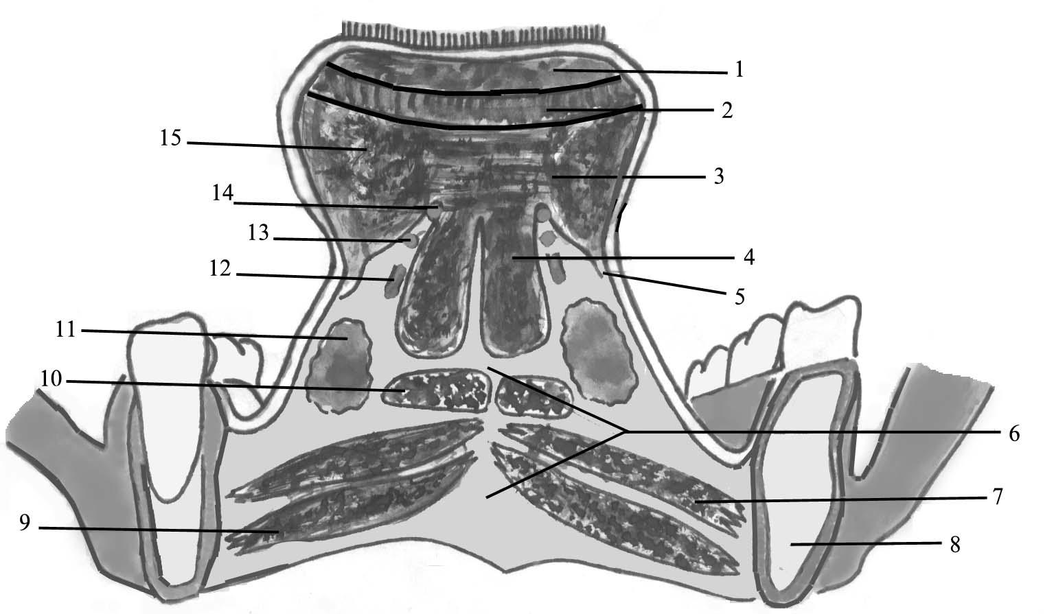 Пространства полости рта. Клетчаточные пространства дна полости рта. Клетчаточное пространство дна ротовой полости. Клетчаточное пространство дна полости рта анатомия. Топографическая анатомия клетчаточных пространств дна полости рта.