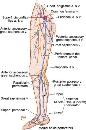 perforating veins of lower limb)
