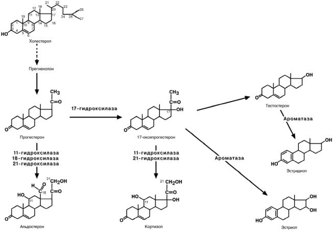 Схема стероидогенеза в надпочечниках