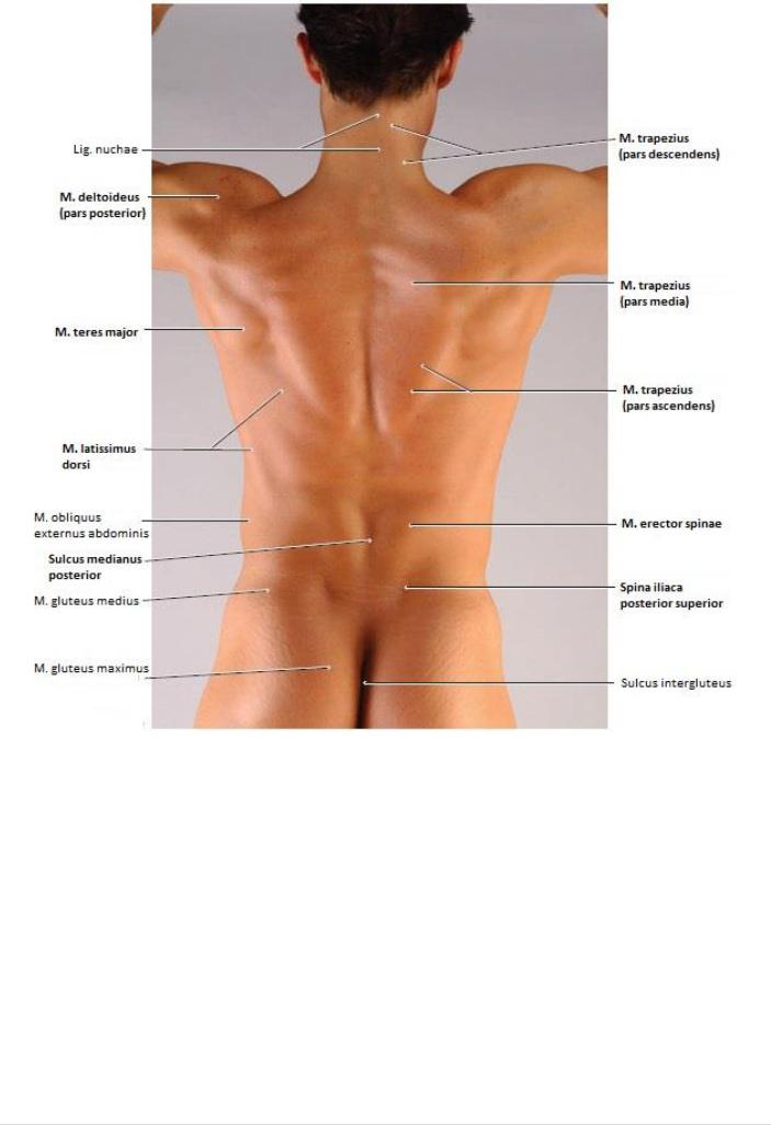 Marked back. Анатомия мышц спины для массажа. Анатомия человека вид со спины. Анатомия спины для массажиста. Мышцы спины анатомия человека для массажа.