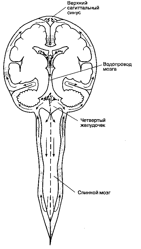 Схема желудочков головного мозга